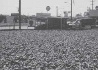 Sakamoto Farms